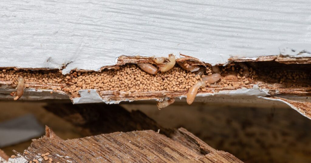 Illustration of how termites cause damage to a home's structure and wood.
