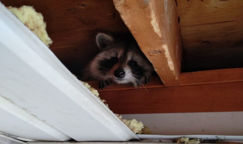 Raccoon in an attic, highlighting potential damage and repair costs.