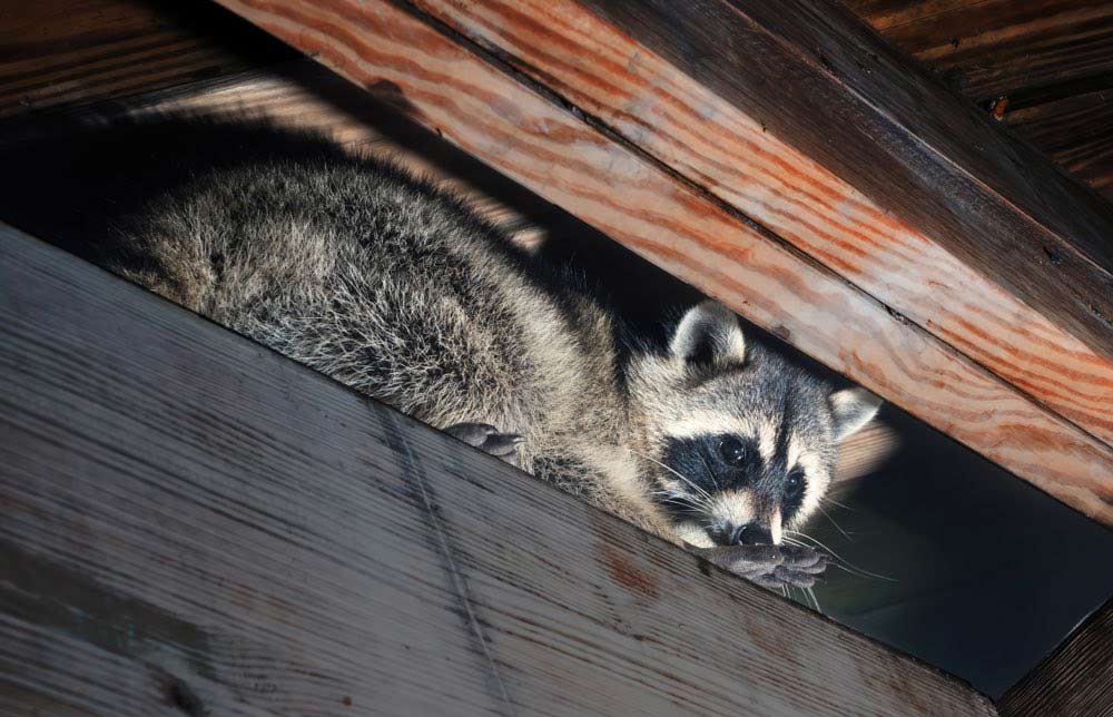 Steps to take after finding raccoons in your attic.